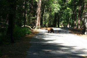 bear crossing road in state park
