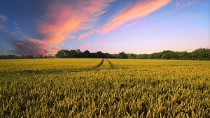 A summer sunset amid the rural New York countryside