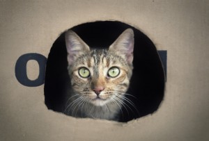 cat in box