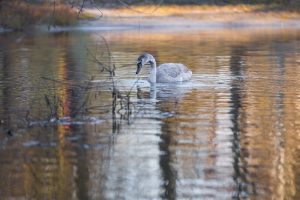 Mover in Harriman, New York Gray goose swimming in a Lake