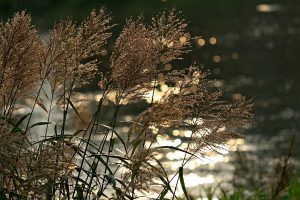 plants near pond